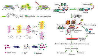 長(zhǎng)春應(yīng)化所新型生物功能材料構(gòu)筑及生物應(yīng)用基礎(chǔ)研究獲進(jìn)展